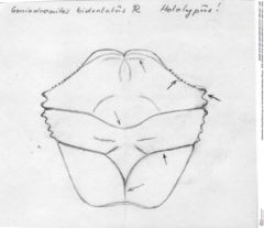 Historische Skizze/Zeichnung von Goniodromites bidentatus (Reuss, 1858) (NHMW-AFW-GEO-BACHMAYER-FOTO-1990-0041-1490)